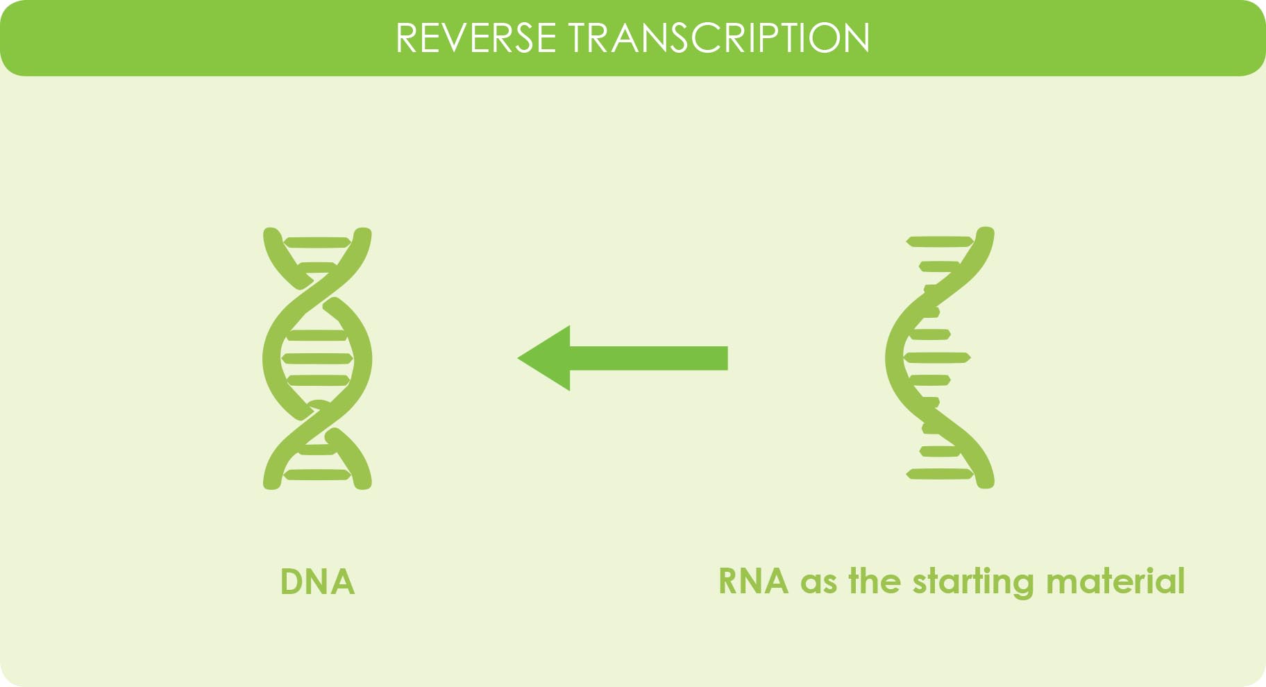 Can Reverse Transcriptase Use Dna As A Template